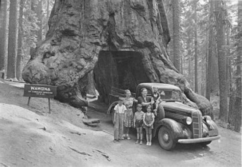 The 2,300 year-old Wawona Tunnel Tree in Yosemite National Park | The ...