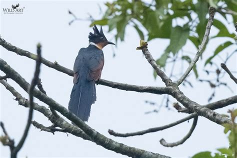 Chestnut-winged Cuckoo | Cuckoos | Cuckoos (Cuculidae) | Gallery ...