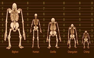 Image result for Skeleton Brain Exploding