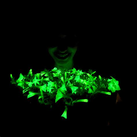 A Popular Bioluminescent Flower Firefly Petunia