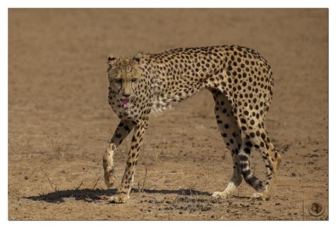 Image result for Cheetah Springbok