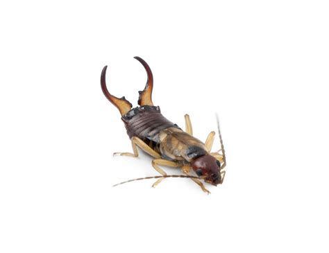 Earwig Pest Control