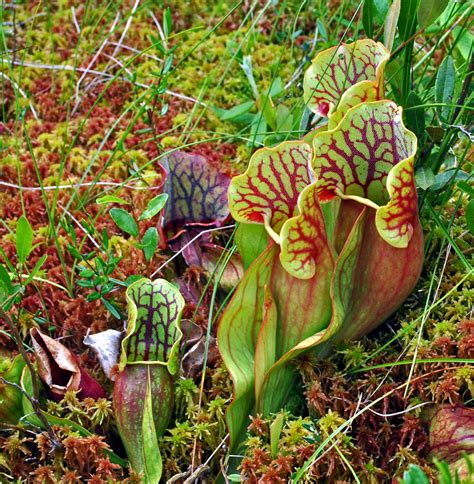 Sarracenia purpurea var. purpurea (NORTHERN PITCHER PLANT) – Special ...