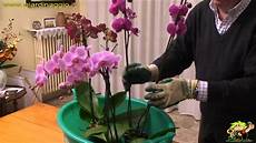 come curare le orchidee in vaso coltivazione delle orchidee come curare le orchidee in vaso coltivazione delle orchidee