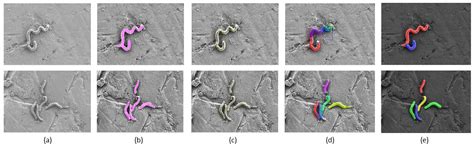 A Morphological Post-Processing Approach for Overlapped Segmentation of ...