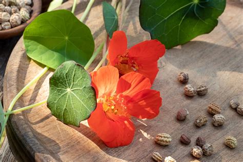 How to Grow Nasturtiums - Best Nasturtiums for Growing