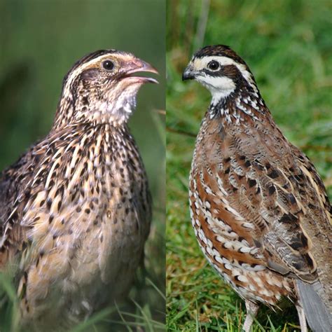 Bobwhite Quail Bird