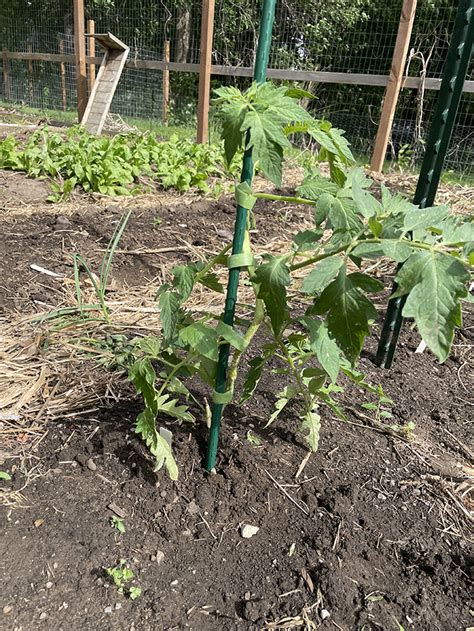 Staking Tomatoes with String 的图像结果