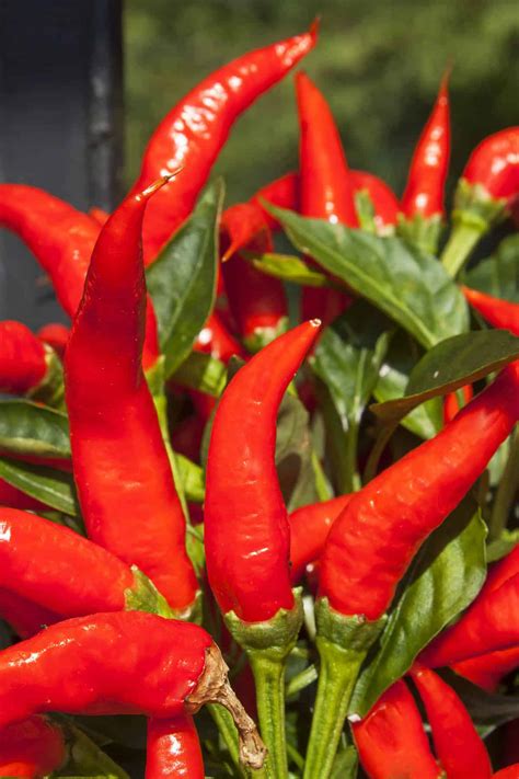 Sweet Chili Peppers