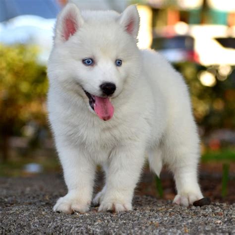 White Alaskan Husky Puppies