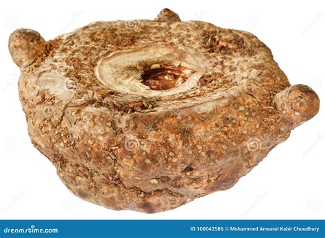 Amorphophallus Paeoniifolius Or Elephant Foot Yam Of Southeast Asia ...