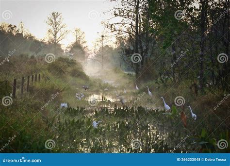 Bird Rookery Swamp Trail CREW Naples Florida Sunrise Stock Photo ...