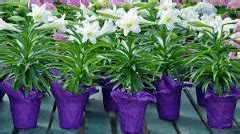 NCERT Solutions for Class 3 English Unit 1 - The Magic Garden