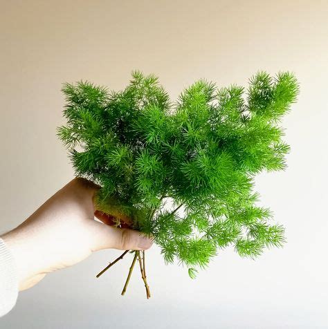 Image result for Using Ming Fern to Replicate Tree Trees