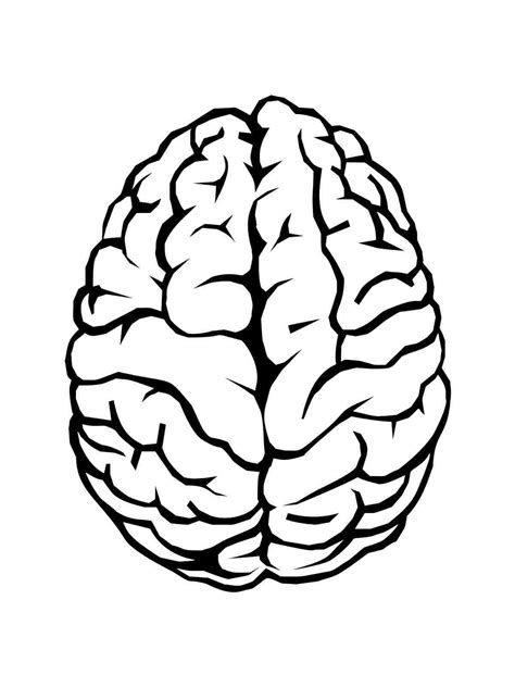Human Brain Coloring Page Sketch Coloring Page