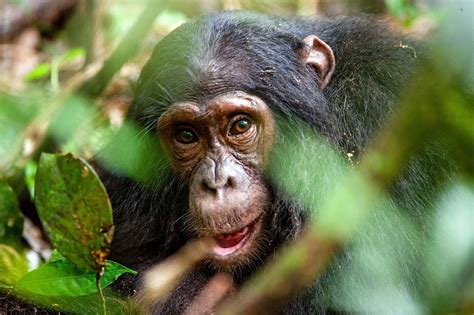 Chimpanzee | Facts, Habitat, & Diet | Britannica - genus of chimpanzee