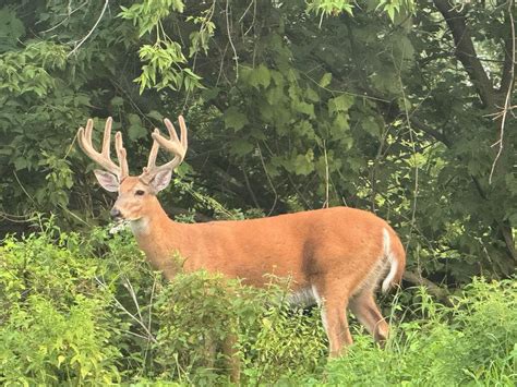 Big Buck Contest, 824 Hwy 51 North, Minocqua, WI, United States ...