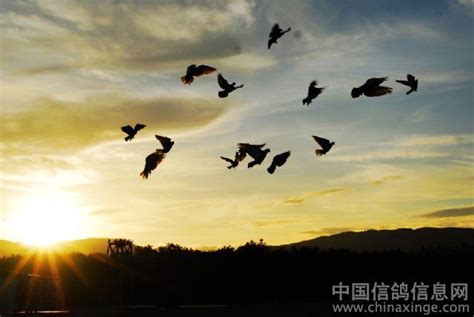 放飞理想（二）--中国信鸽信息网相册