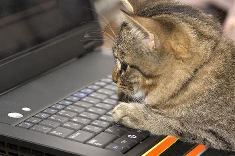 就喜欢睡键盘，拖也拖不走！键盘猫的日常，萌到让人没脾气呀__凤凰网