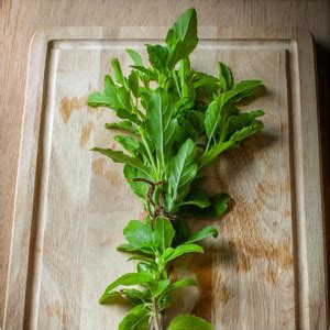 Biosnyg HUA-55 Holy Basil / Tulsi Herb (Ocimum Sanctum)-[200 Seeds ...
