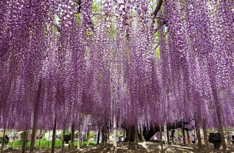 Japan Flowers 的图像结果