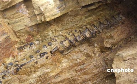 永川发现1.5亿年前水生爬行动物化石_科学探索_科技时代_新浪网