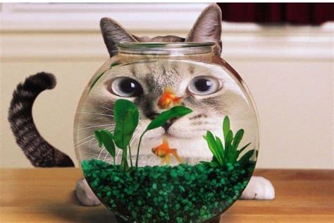 梦见猫吃鱼是什么意思_梦到猫吃鱼好不好_大鱼解梦网