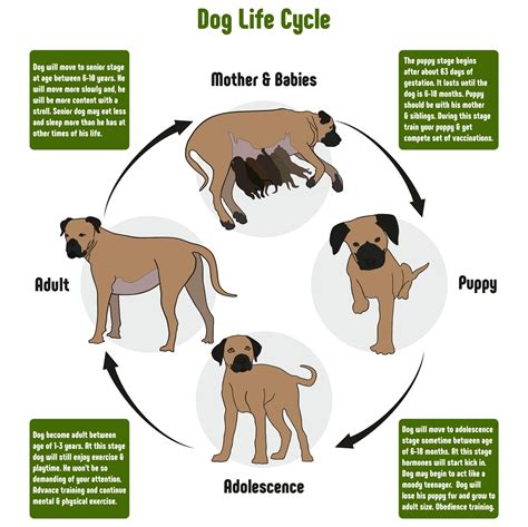 Pug Dog Life Cycle at Joanne Tindall blog