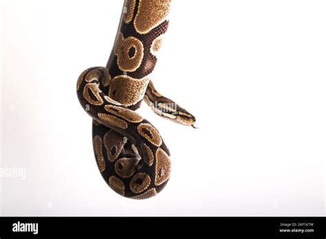 Image result for Snake Game Black Background Using Python