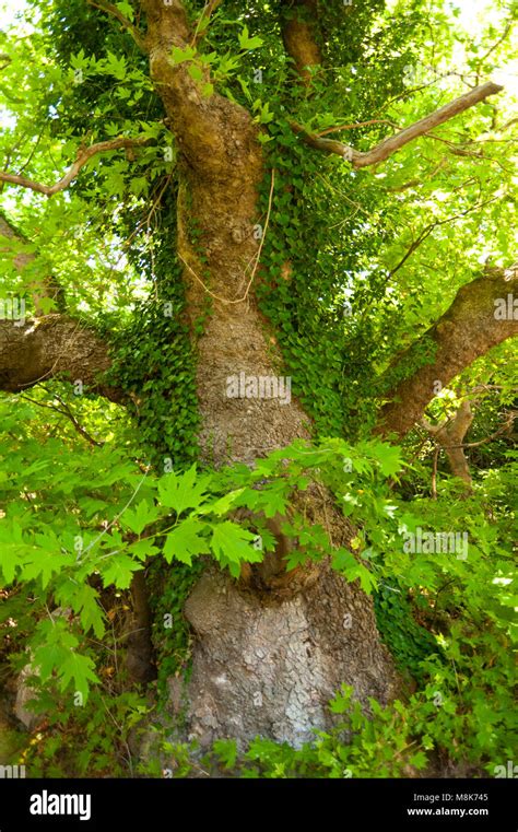 Image result for SE Samo Tree