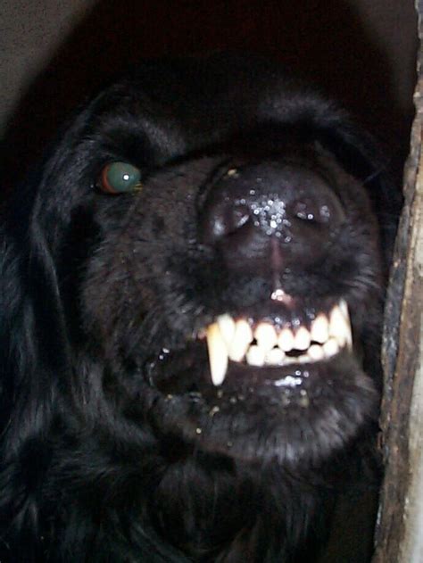 Image result for Creating a List Python