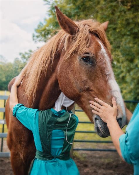 Meet Philippe and Dane: In-Take Day at Horse Plus Humane Society ...