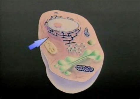 Image result for Cellular Structure and Function