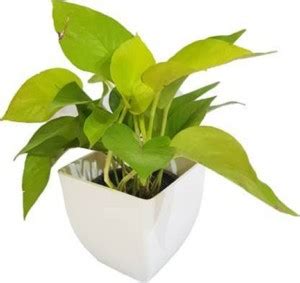 Starlink Money Plant Price in India - Buy Starlink Money Plant online ...