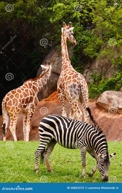 Two Giraffes and a Zebra stock image. Image of neck, horns - 20852375