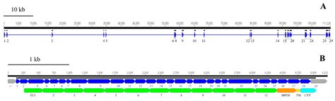 The Genome of Rhyzopertha dominica (Fab.) (Coleoptera: Bostrichidae ...
