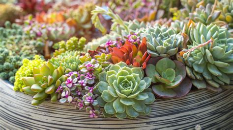 Flowering Succulent House Plants