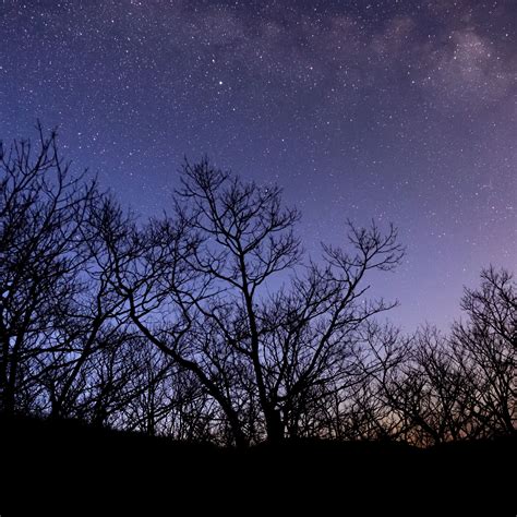 Download wallpaper 2780x2780 trees, stars, sky, night, dark ipad air ...
