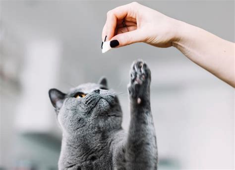 Image result for Clicker Training Cats