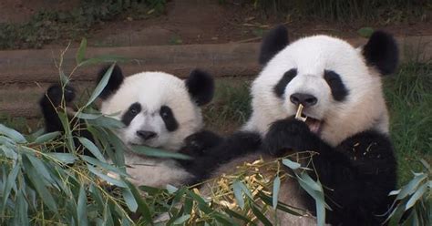US-born panda twins in China want only American biscuits and English ...