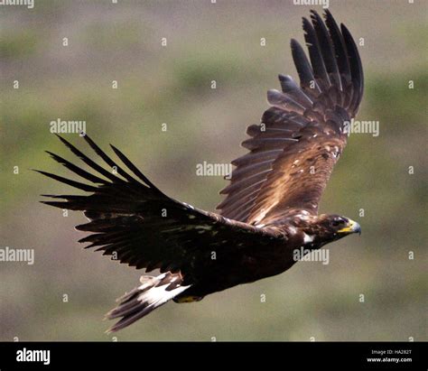 A golden eagle soars over Denali National Park, showcasing the park’s diverse bird species and ...