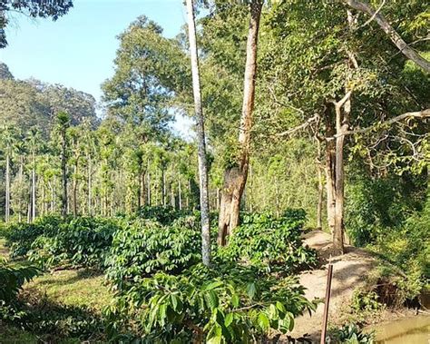 WHISPERING WILLOWS - A WANDERTRAILS SHOWCASE (Gudalur, Tamil Nadu ...