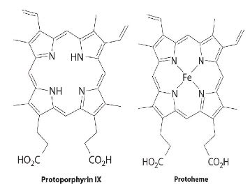 Electron Transfer: Cytochromes and Ferredoxins - Chemistry Optional ...