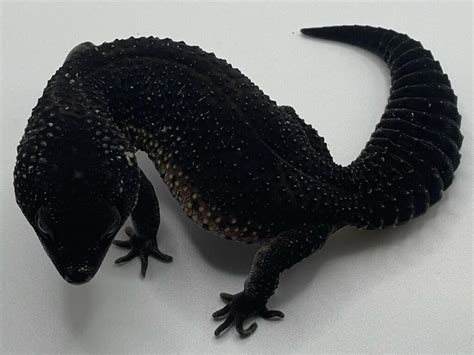 Image result for Top Python Projects