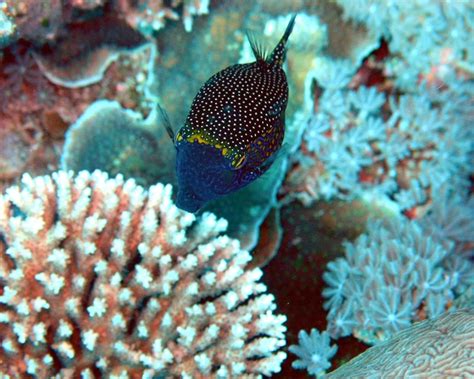 Image result for Boxfish Facts