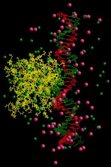 Single G5 PAMAM binding to dsDNA