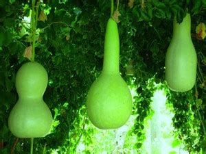 VibeX ® RXI-121 Bottle Gourd Buddha Squash Seeds Seed Price in India ...