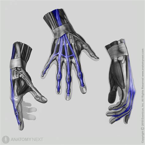 Extensor Digitorum Exercises 的图像结果