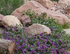 Image result for Pretty Purple Flowers and Bunnies