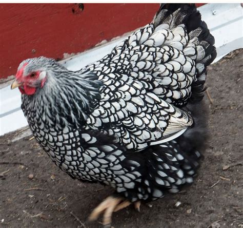 Silver Laced Wyandotte Egg Color
